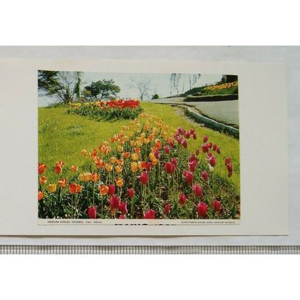 Vintage illustration: Emirgan Korusu, Istanbul - tulips