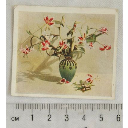 1937 Godfrey Phillips Flower Studies No. 3