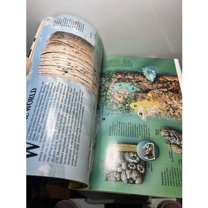 National Geographic Magazine July 1992 Mountain Lions - Vintage Collectable