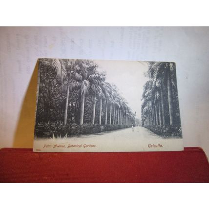 PALM AVENUE, BOTANICAL GARDENS, CALCUTTA, INDIA. used antique postcard 1911 pm =