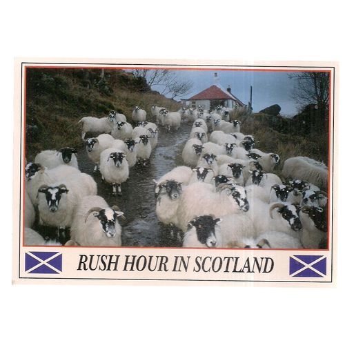 RUSH HOUR IN SCOTLAND unused postcard .. SHEEP Whiteholme of Dundee #