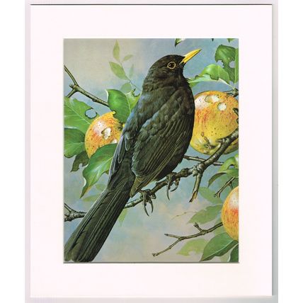 Blackbird Mounted Bird Picture Print Cream Mount 10 inch x 12 inch