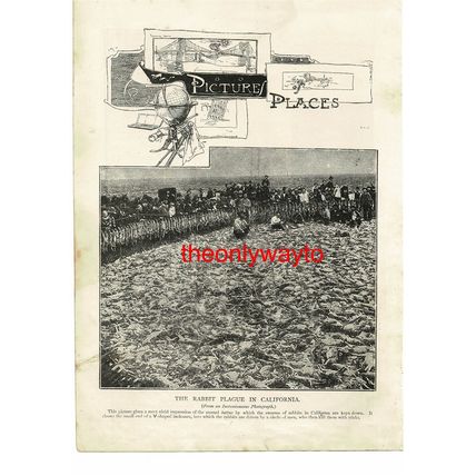 THE RABBIT PLAGUE IN CALIFORNIA, USA, Book Illustration (Print), 1893