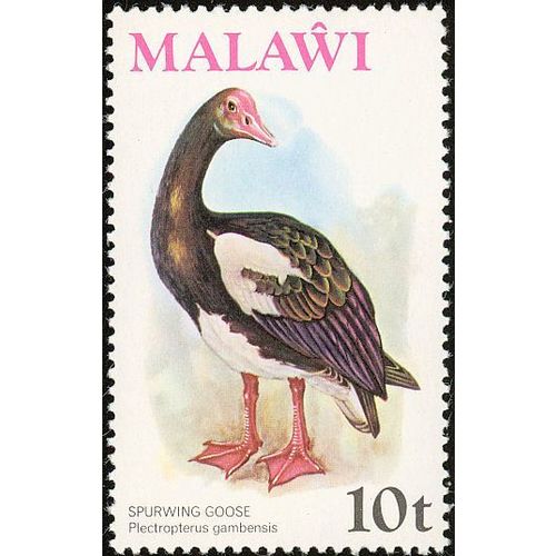 Malawi QEII 1975 Birds 10t Spur Winged Goose Mounted Mint MM SG 478 Sc 238 stamp