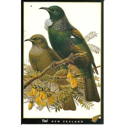 BIRDS OF NEW ZEALAND Four Postcards (Various Publishers)