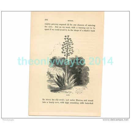 ALOE, HUEVOS, TRINIDAD?, Book Illustration, c1883