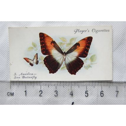 1932 John Player & Sons Butterflies No. 41 South America, The Sun Butterfly