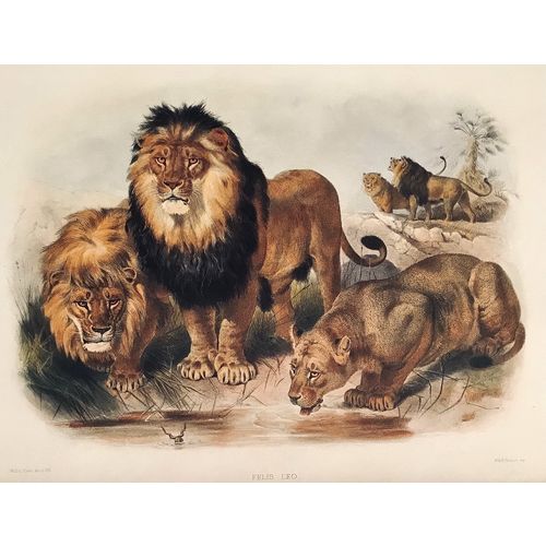 LION antique Print Lithograph Audubon Animal Art Decor Orig Wall Art To Frame