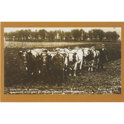 Postcard Ploughing with Oxen Snowshill Cotswolds 1900's Plough Farm - Nostalgia