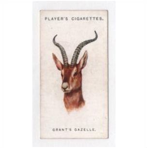 1931 John Player Cigarette card Wild Animals Heads No.24 GRANT'S GAZELLE