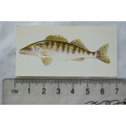 1978 Craven Black Cat Sport Fish card No. 15 Zander