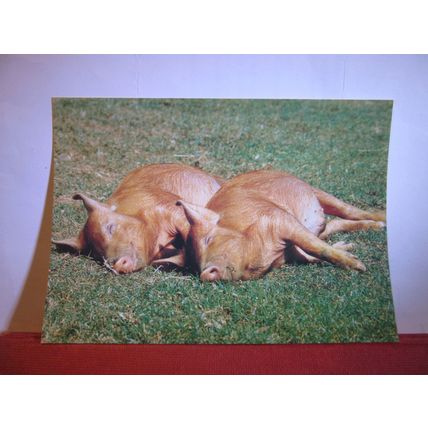 TAMWORTH PIGS, COTSWOLD FARM PARK, nr. CHELTENHAM, GLOUCESTERSHIRE postcard =