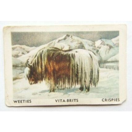Australian Vitabrits Weeties Animals of World 8 Yak