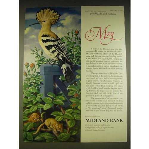 1963 Midland Bank Ad - Hoopoe and Dormouse - John Leigh Pemberton