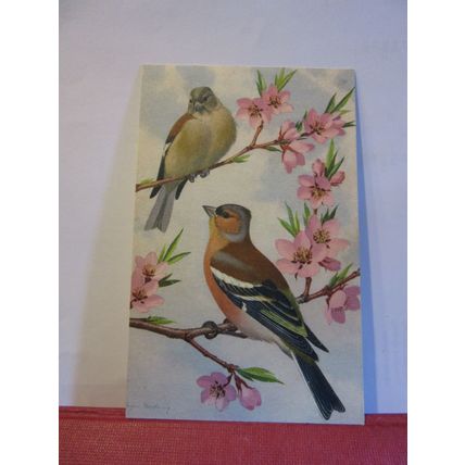 CHAFFINCH unused Swiss postcard birds animals =