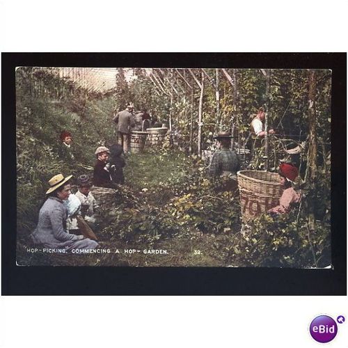 Kent HOP PICKING Postcard by Young & Cooper (32)