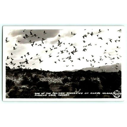 RPPC Pelican Anaho Island Pyramid Lake Nevada Frashers Foto Real Photo PC (A12)