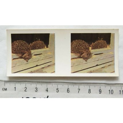 1960s Weetabix 3-D Our Pets Card No. 18 Hedgehogs