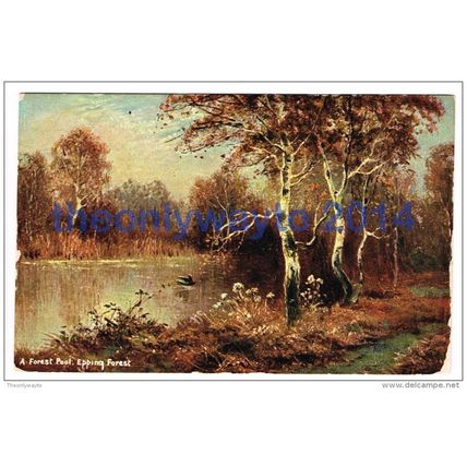A Forest Pool, Epping Forest, Essex, England, 1906, Postcard