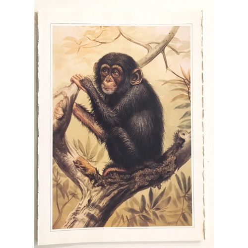 Chimpanzee Monkey Ape Vintage Animal Print 1861 J. Wolf poster Art Decor Orig
