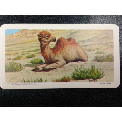 Red Rose Tea Card - Blue Ribbon Animals & Young Series 18 - Set of 18 cards