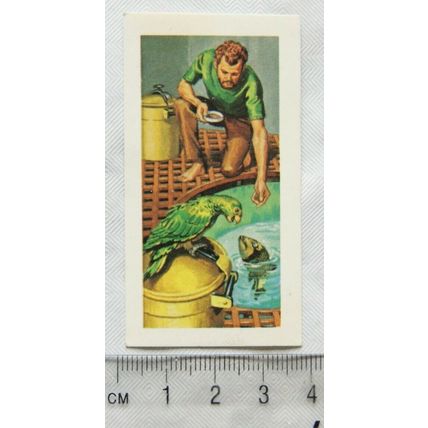 1972 Trebor Chews Famous Pets No. 2 The Pressurised Parrot