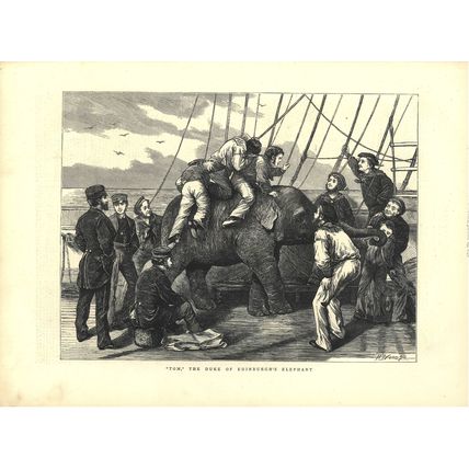 TOM, THE DUKE OF EDINBURGH’S ELEPHANT 1872 Henry Woods VICTORIAN ENGRAVING