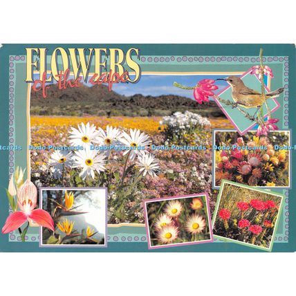 D026477 Flowers of the Cape. South Africa. Art Publishers. Multi View
