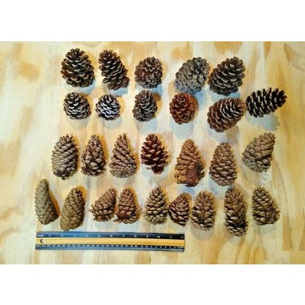Natural Pine Cones Crafting Wreaths Seasonal Lot of 27 - Size 2" to 4"