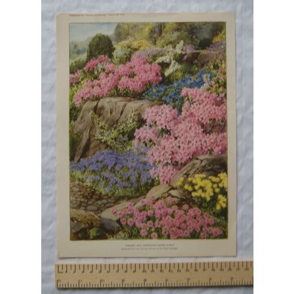1939 Amateur Gardening illustration - Shrubby and Herbaceous Alpine Plants