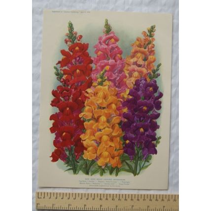 1939 Amateur Gardening illustration - Some Good Bright Coloured Antirrinums