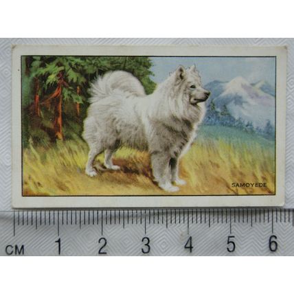 1936 Gallaher Dogs 1st Series No. 33 The Samoyede