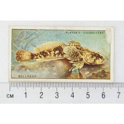 1933 Players Fresh-water Fishes, pink back No. 7 Bull-head or Miller's Thumb