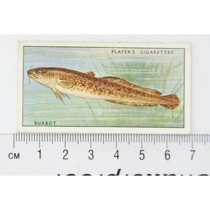 1933 Players Fresh-water Fishes, pink back No. 8 Burbot