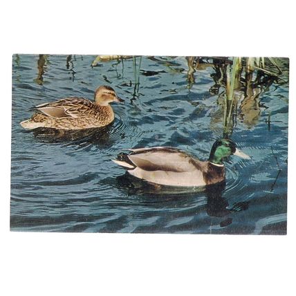 MALLARD DUCKS unused vintage postcard by J. Salmon =