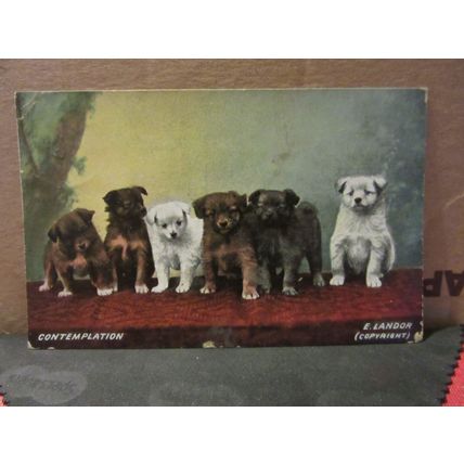 CONTEMPLATION.. 6 puppy dogs , used antique postcard 1913 pm