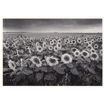 Foule de Tournesols Flowers France Philippe Peche Award Photograph Postcard