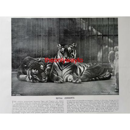 Royal Consorts, Male & Female Tiger (Regents Park Zoo), Book Illustration, c1895