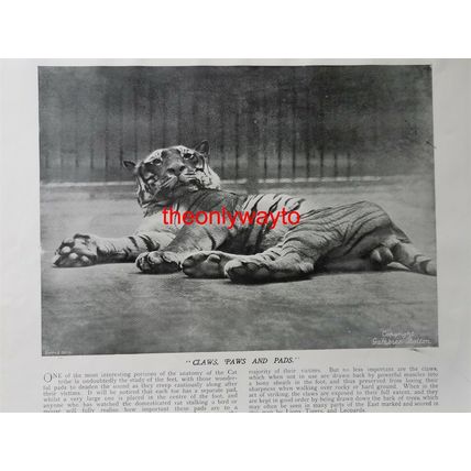 Royal Consorts, Male & Female Tiger (Regents Park Zoo), Book Illustration, c1895