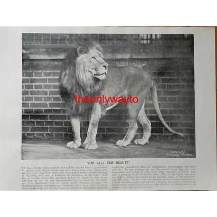 Tall Male Lion (Regents Park Zoo) Book Illustration with tear, c1895