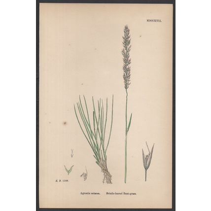 BRISTLE-LEAVED BENT-GRASS 1872 John Edward Sowerby PLANT PRINT