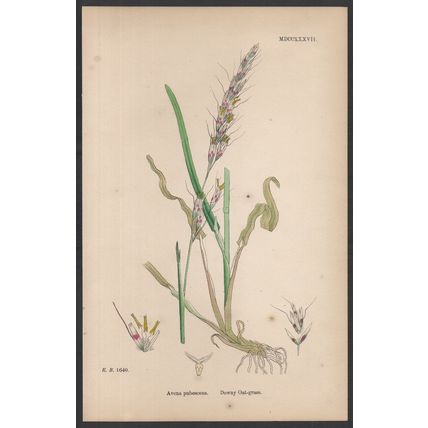 DOWNY OAT-GRASS 1872 John Edward Sowerby PLANT PRINT