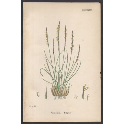MAT-GRASS 1872 John Edward Sowerby PLANT PRINT