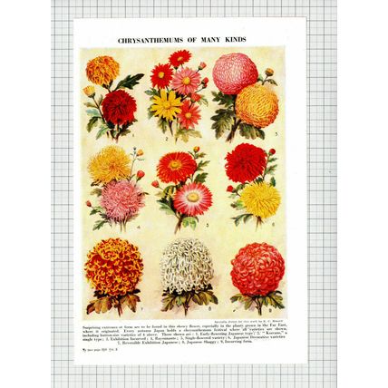 Chrysanthemums Flowers - c.1950s Book Print