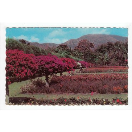 Royal Botanic Gardens Hope Kingston Jamaica Postcard