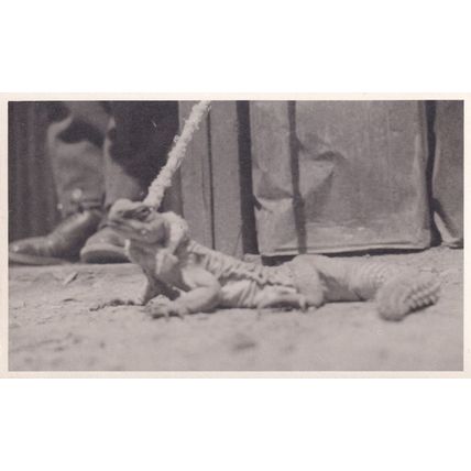 Egyptian Lizard in WW2 1943 Real Photo Postcard