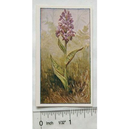 Vintage: Dutch card Jac. P. Thijsse, Lente No. 44 Gevlekte Orchis