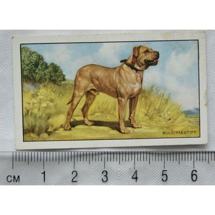 1936 Gallaher Dogs 1st Series No. 27 The Bull Mastiff