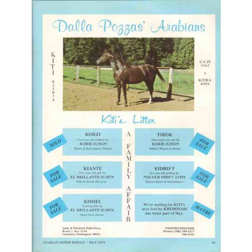 dalla pozzas arabians 1972 kiti gazi kitra equestrian stud vintage ad