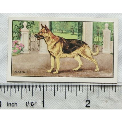 1936 Gallaher Dogs 1st Series No. 38 The Alsatian